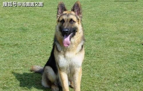 娱乐吃瓜酱牧羊犬